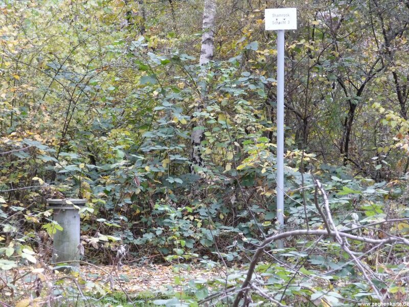 Datei:Shamrock 3.JPG