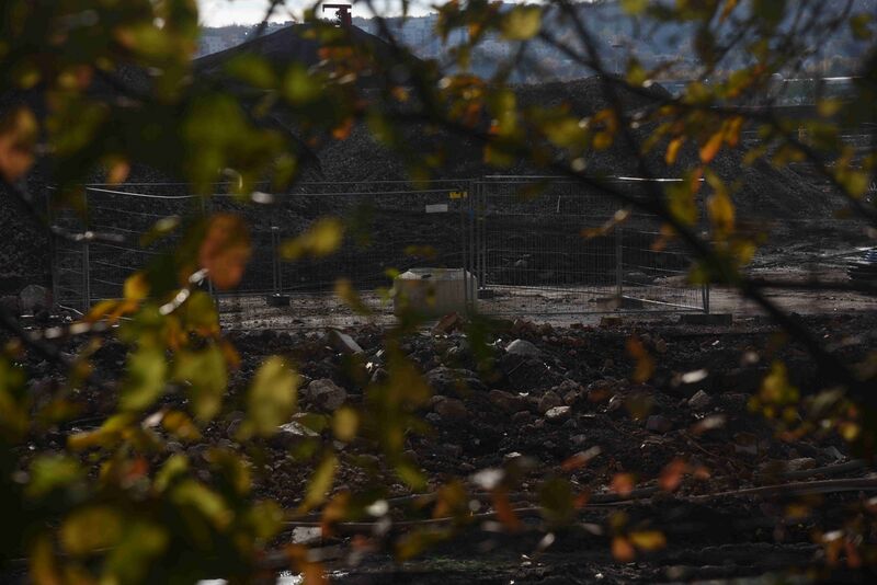 Datei:Dannenbaum 3.JPG