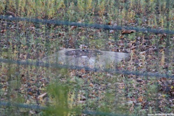 Schachtdeckel von Friedrich Wilhelm Schacht August in 2012