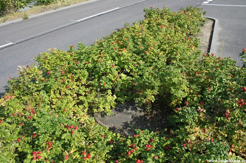 Datei:Borussia 1 Schachtdeckel.JPG