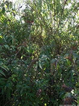 Protegohaube über Beeckerwerth Schacht 1 in 2009